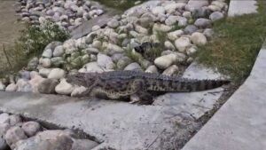 बारिश के चलते लक्सर में घुसा मगरमच्छ, खेतों में मची अफरा-तफरी, वन विभाग ने किया सुरक्षित रेस्क्यू 3 IMG 20250807 WA0120